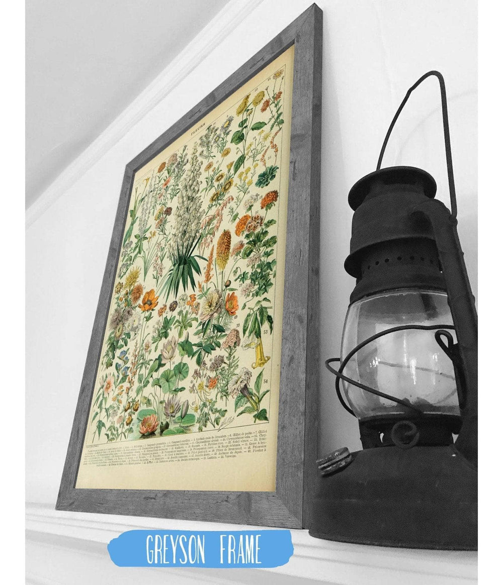 14" x 11" / Greyson Frame Cutler West Vintage Flower Illustration - Canvas, Framed, Unframed Adolphe Millot Fleurs Botanical Art