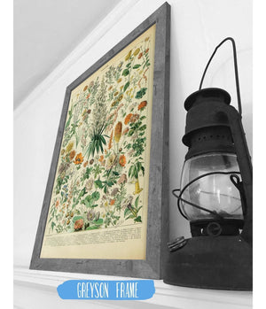 Cutler West Vintage Flower Illustration - Canvas, Framed, Unframed Adolphe Millot Fleurs Botanical Art