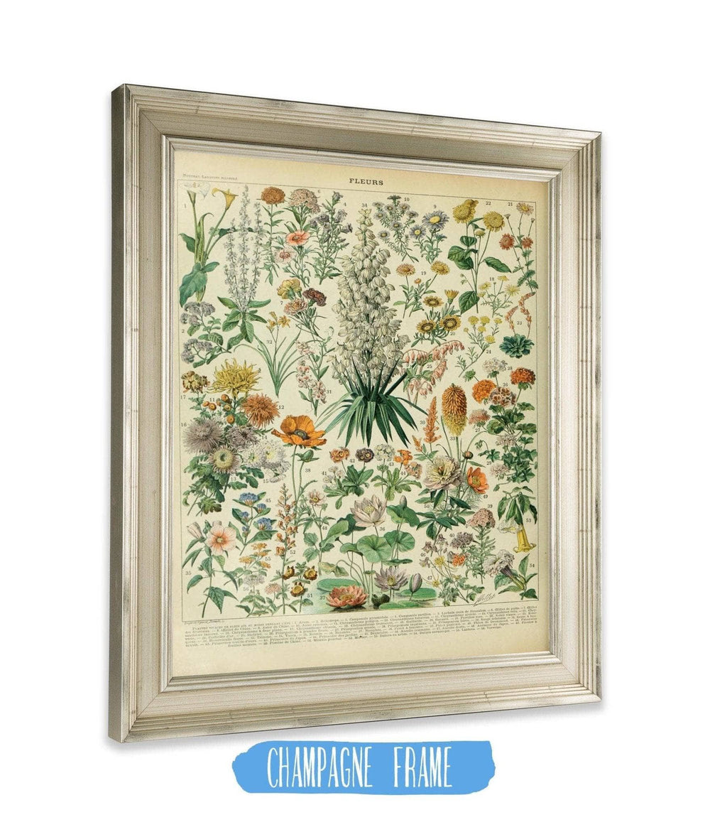 14" x 11" / Greyson Frame Cutler West Vintage Flower Illustration - Canvas, Framed, Unframed Adolphe Millot Fleurs Botanical Art