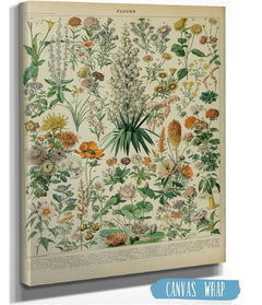 14" x 11" / Stretched Canvas Wrap Cutler West Vintage Flower Illustration - Canvas, Framed, Unframed Adolphe Millot Fleurs Botanical Art