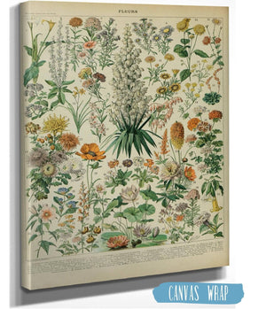 14" x 11" / Stretched Canvas Wrap Cutler West Vintage Flower Illustration - Canvas, Framed, Unframed Adolphe Millot Fleurs Botanical Art