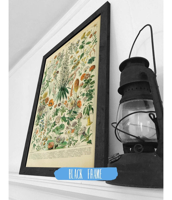 20" x 16" / Black Frame Cutler West Vintage Flower Illustration - Canvas, Framed, Unframed Adolphe Millot Fleurs Botanical Art