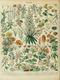 Fix Vintage Flower Illustration - Canvas, Framed, Unframed Adolphe Millot Fleurs Botanical Art